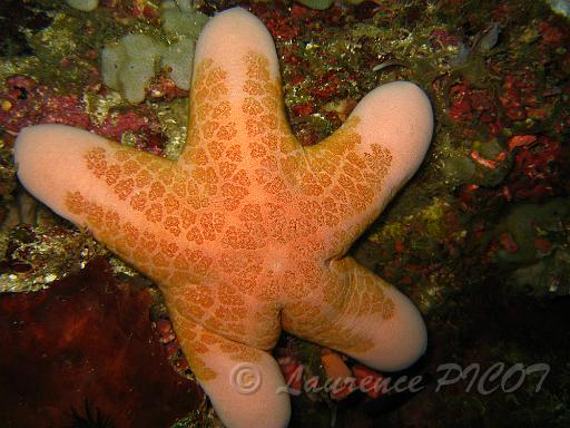 Etoile coussin granuleuse - Choriaster granulatus.JPG - Etoile massive avec de gros bras